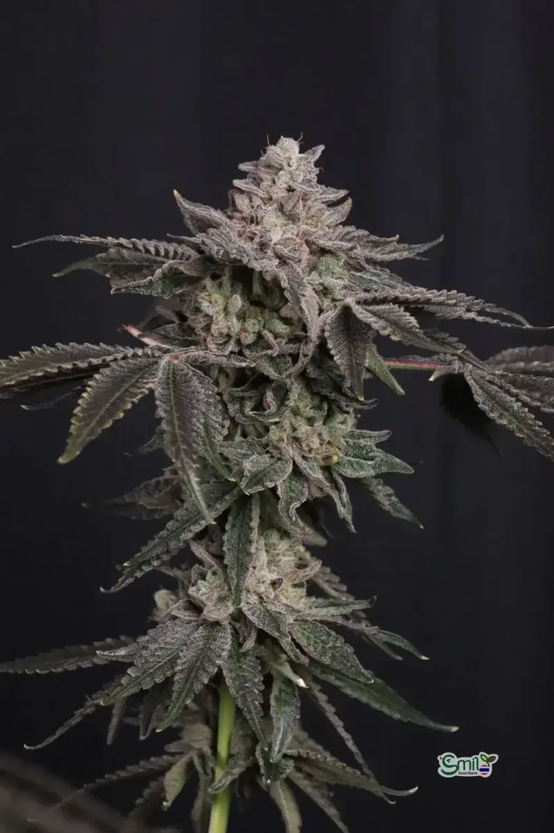 Z42™ — 3