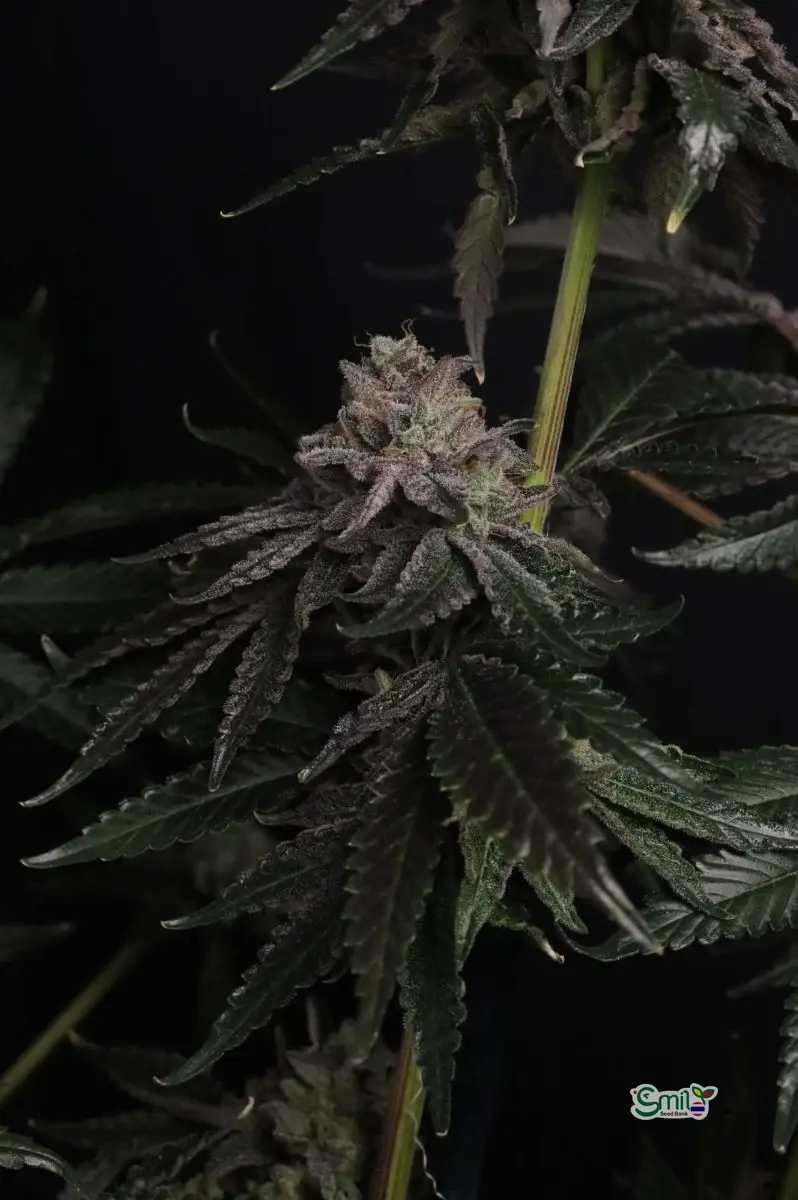 Z42™ — 4