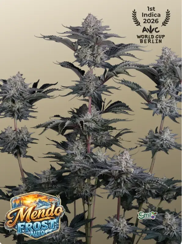 Mendo Frost Auto — 2