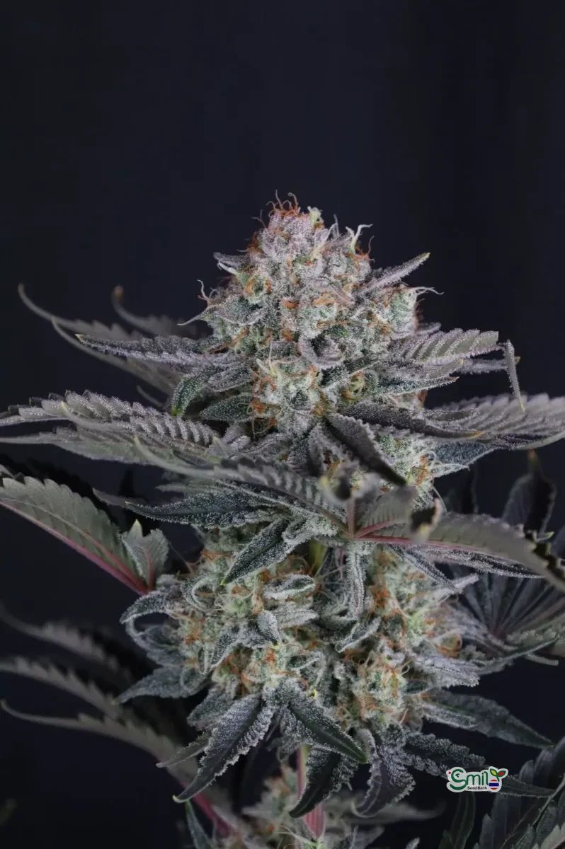 Mendo Frost Auto — 3