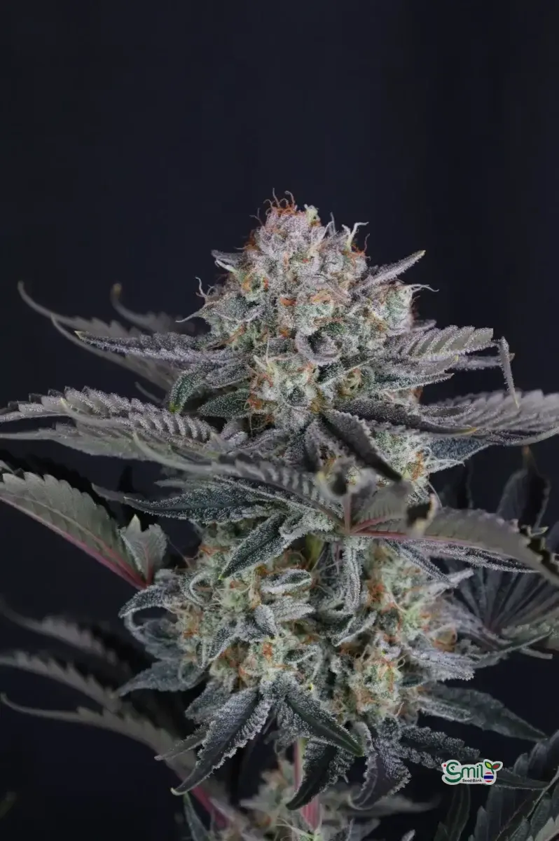 Mendo Frost Auto — 3