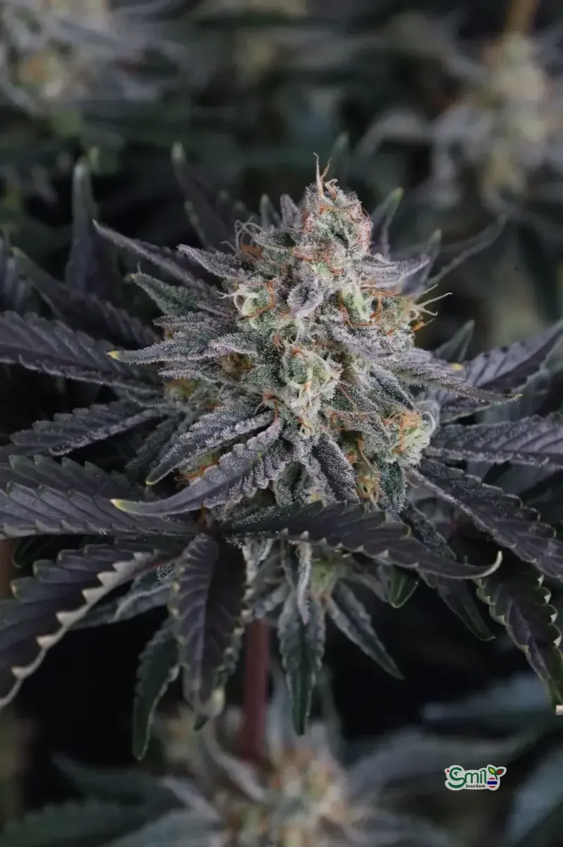 Mendo Frost Auto — 4