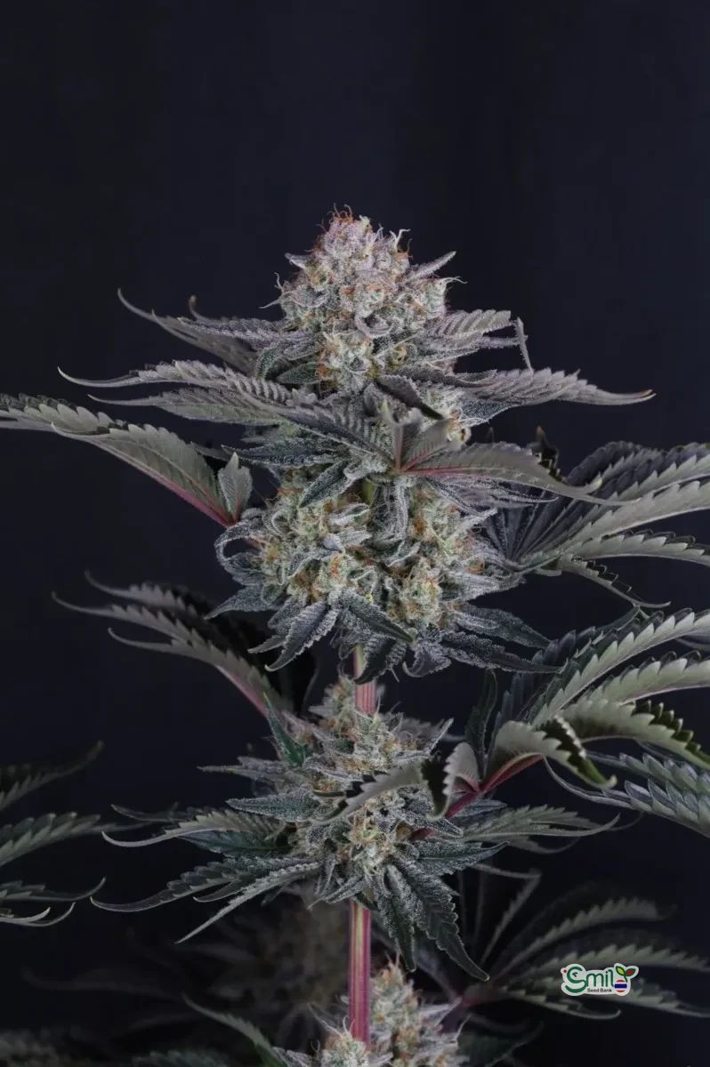 Mendo Frost Auto — 5