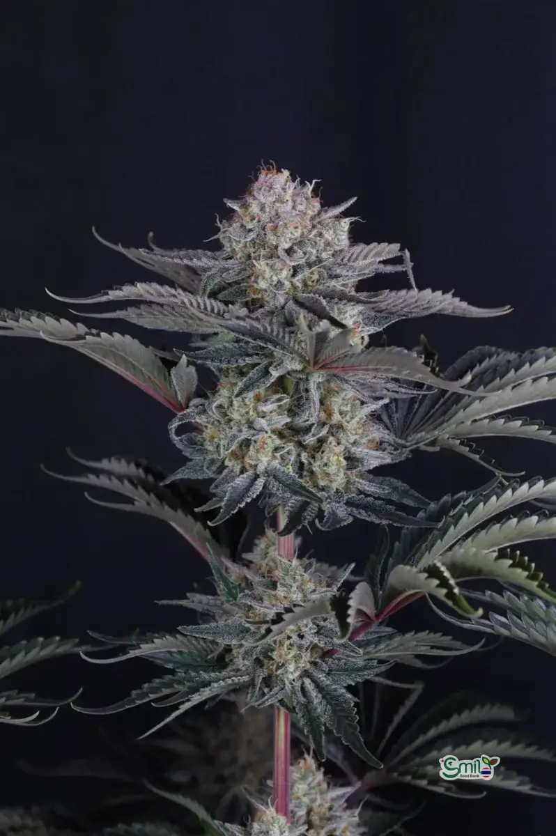 Mendo Frost Auto — 5