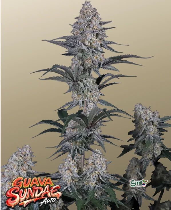 Guava Sundae Auto