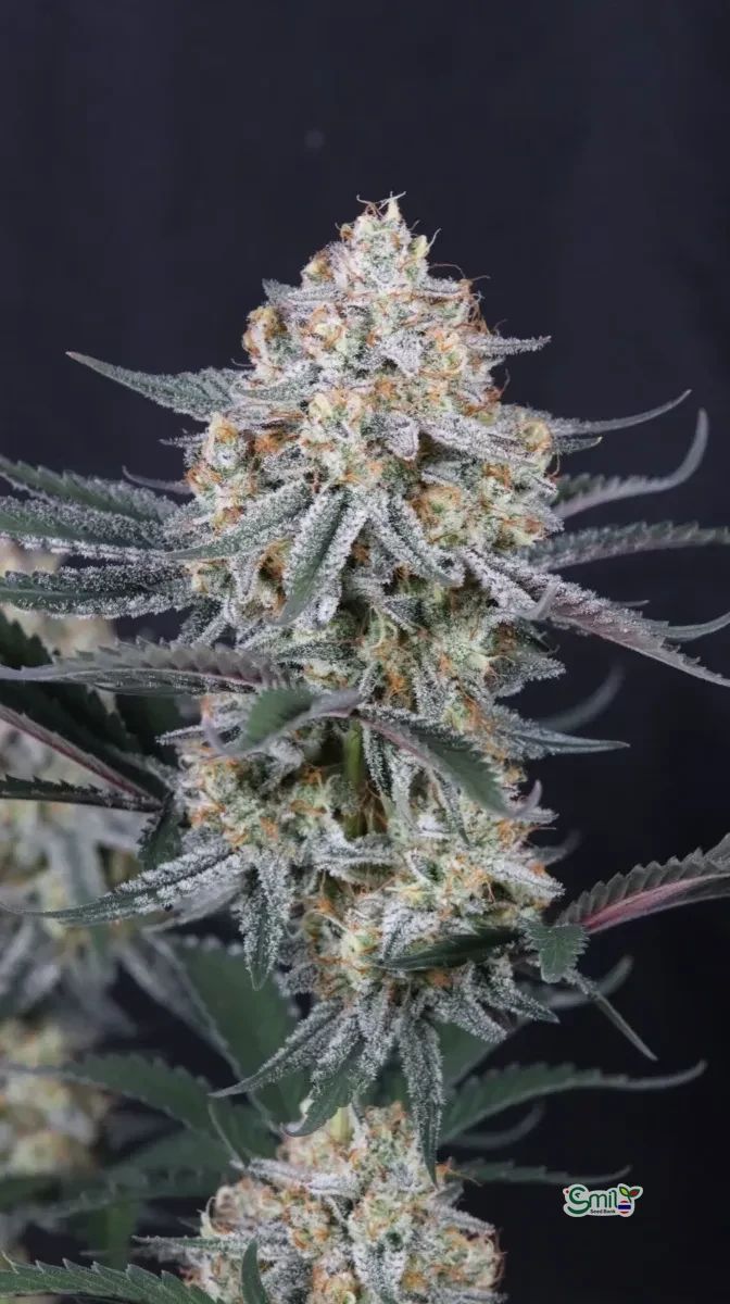 Guava Sundae Auto — 3