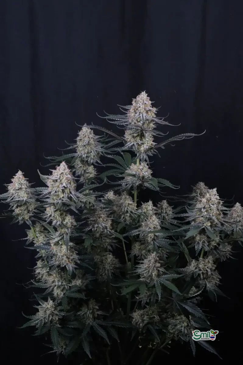 Guava Sundae Auto — 4