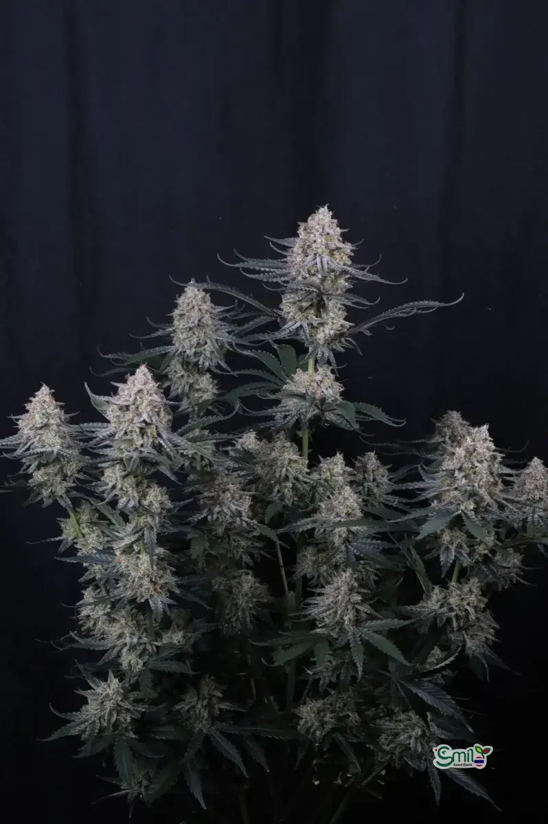Guava Sundae Auto — 4
