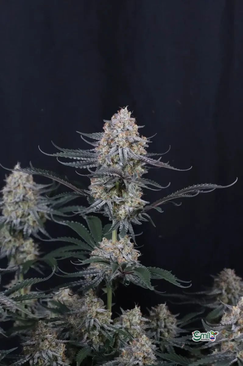 Guava Sundae Auto — 5