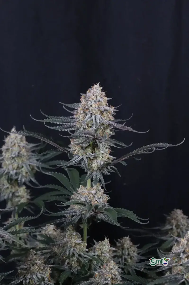 Guava Sundae Auto — 5