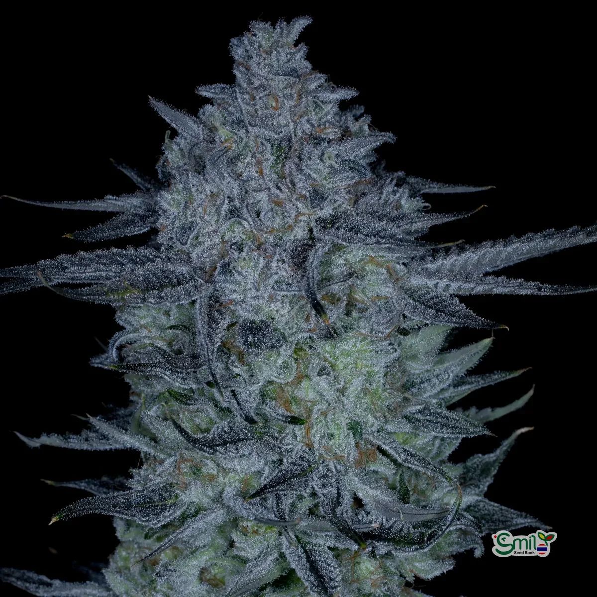 Sticky Blueberries (R) — 2