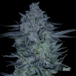 Sticky Blueberries (R)