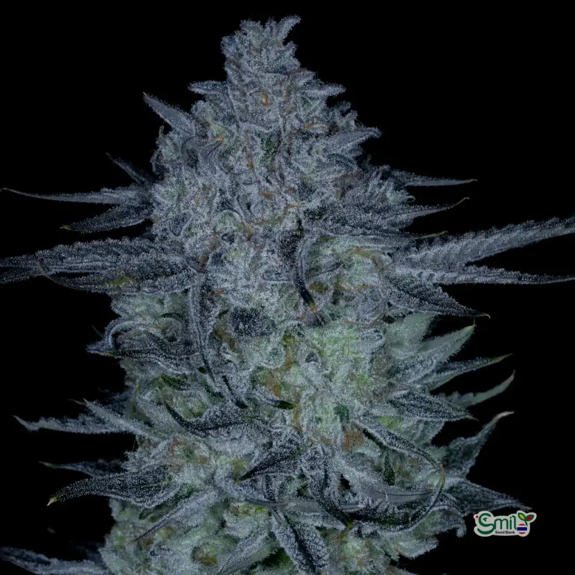 Sticky Blueberries (R) — 2