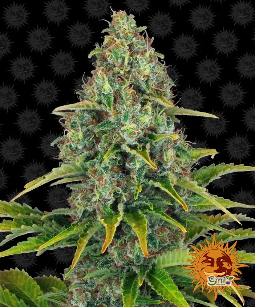 Blueberry Cheese Auto — 1