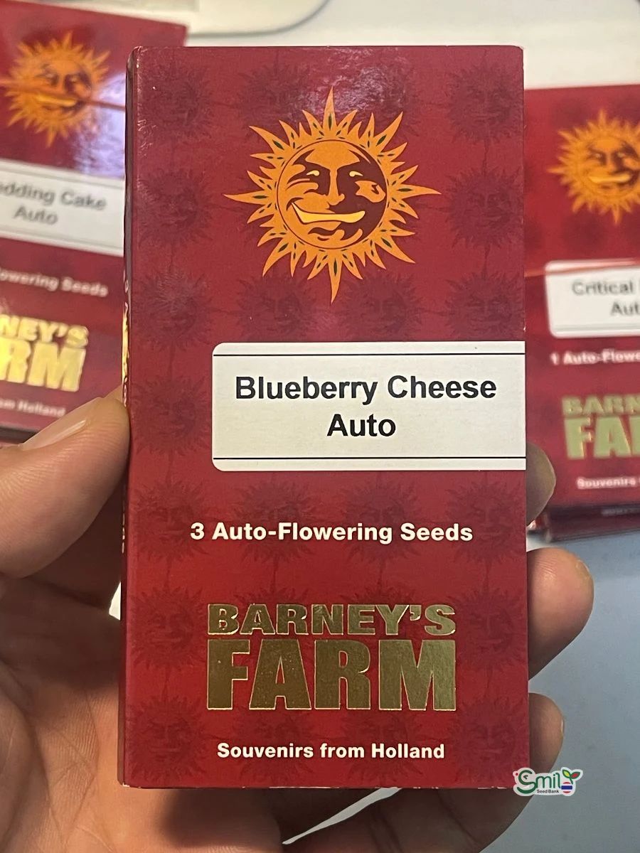 Blueberry Cheese Auto — 2