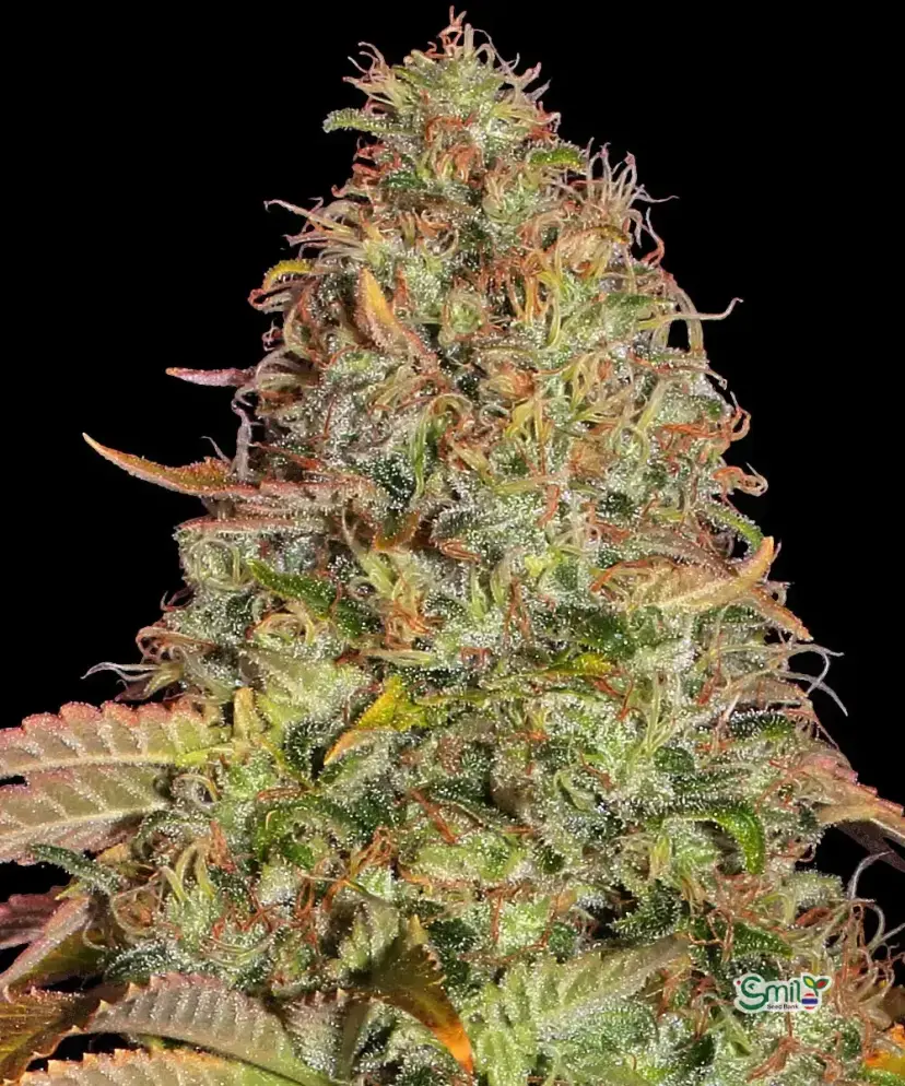 Zkittlez OG Auto — 1