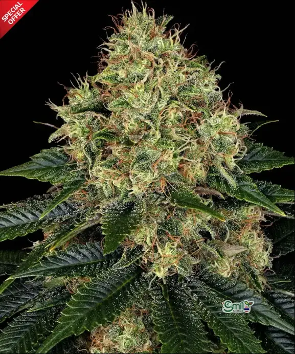 Skywalker OG Auto — 1