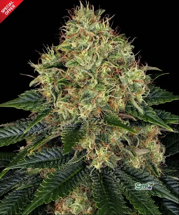Skywalker OG Auto — 1
