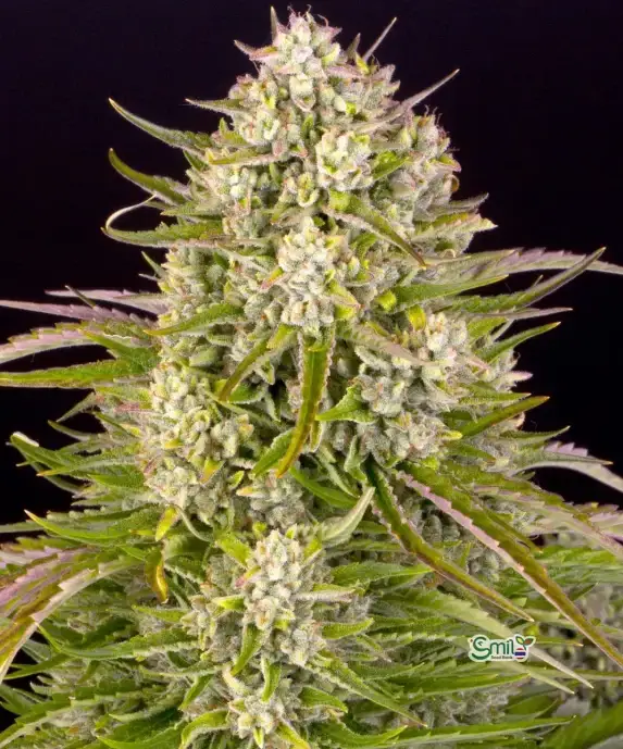Wedding Cake Auto — 1