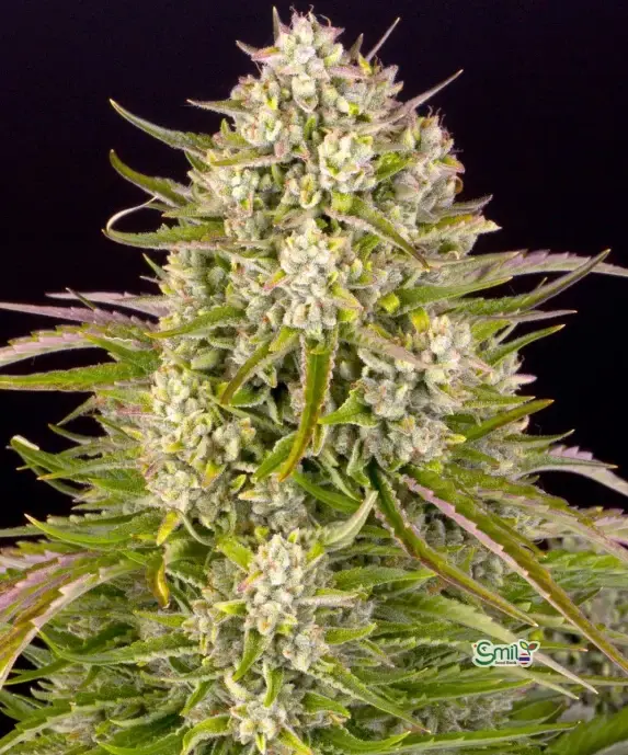 Wedding Cake Auto — 1