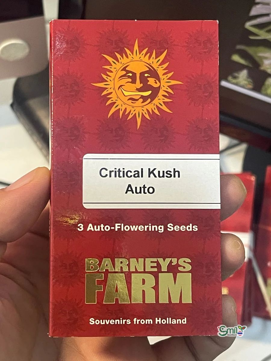 Critical Kush Auto — 3