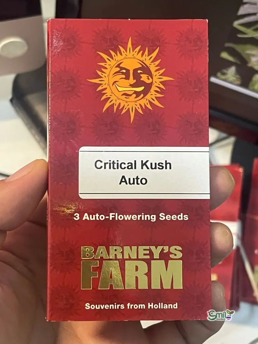 Critical Kush Auto — 3
