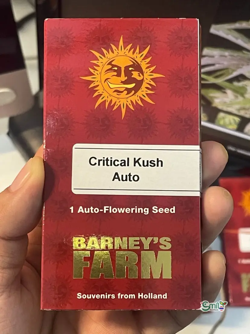 Critical Kush Auto — 1