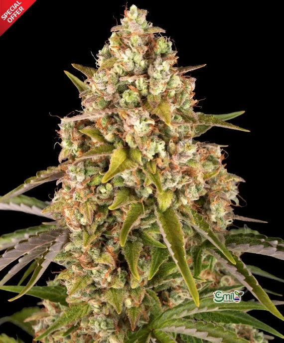 Critical Kush Auto — 2