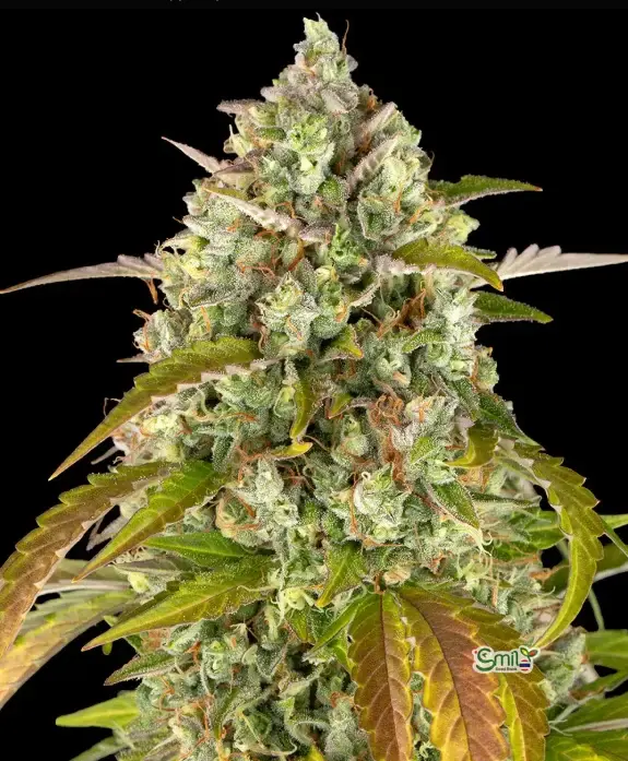 Pineapple Express Auto — 1