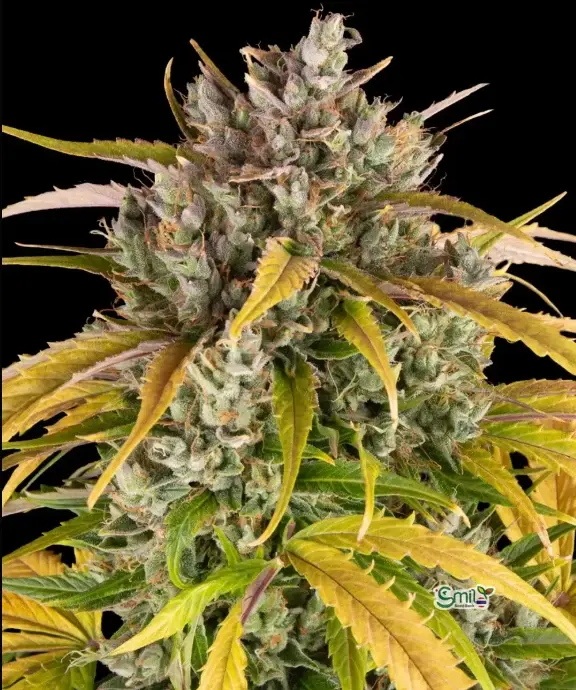 Barney's Farm LSD Auto — 1