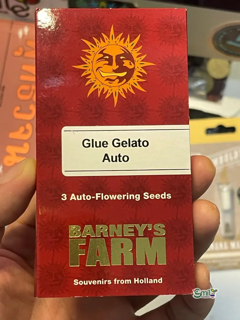 Glue Gelato Auto — 2