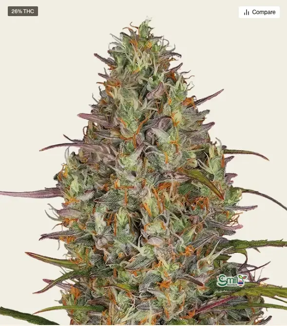 Glue Gelato Auto — 1