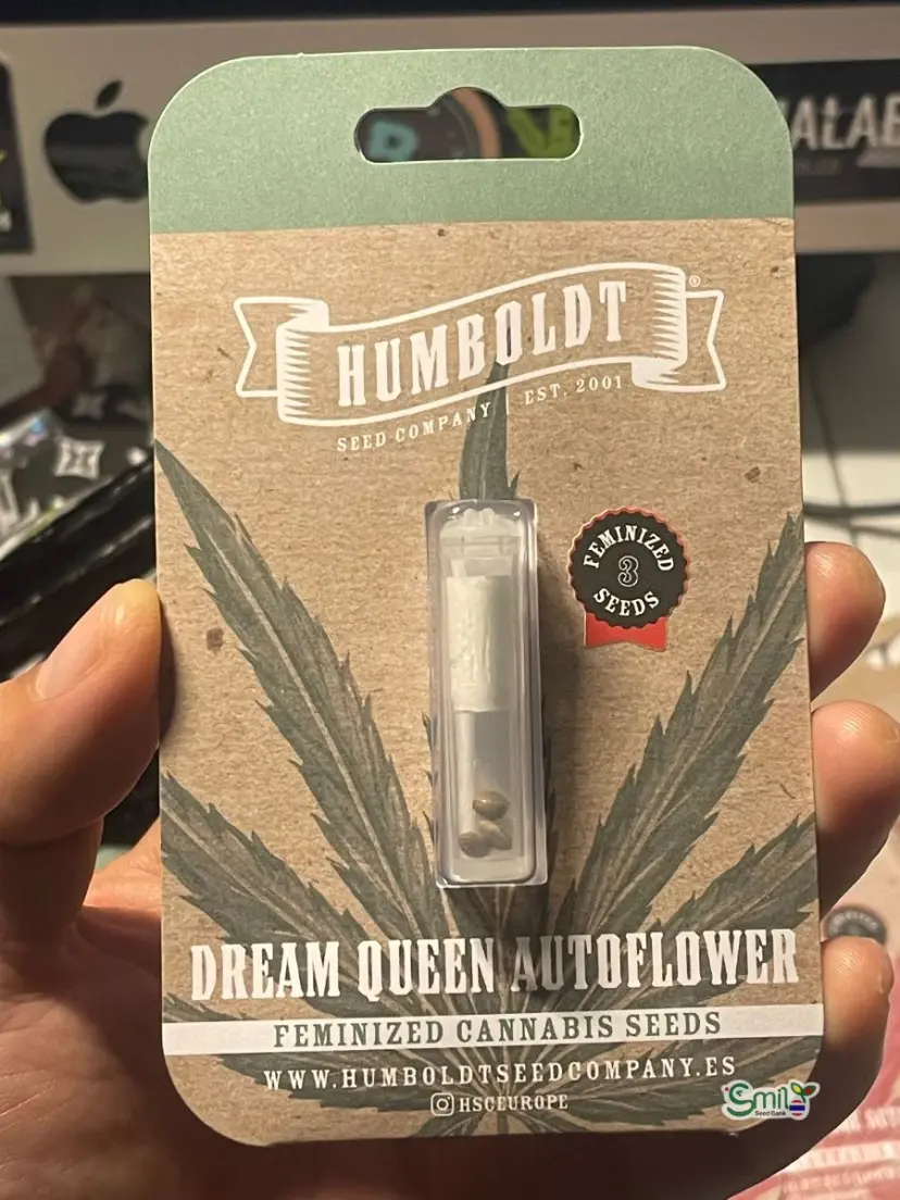 Dream Queen Auto — 1