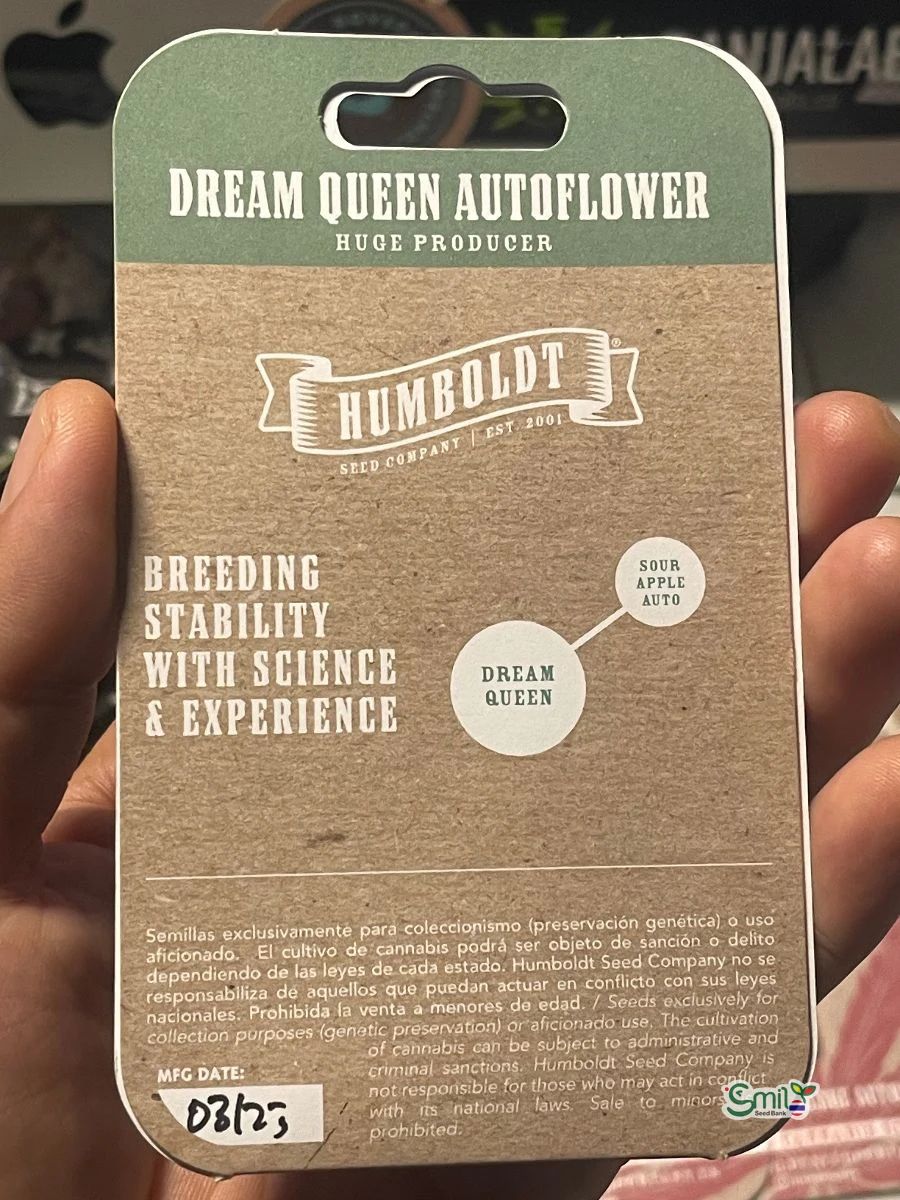 Dream Queen Auto — 3