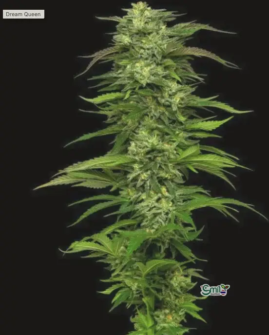 Dream Queen Auto — 2