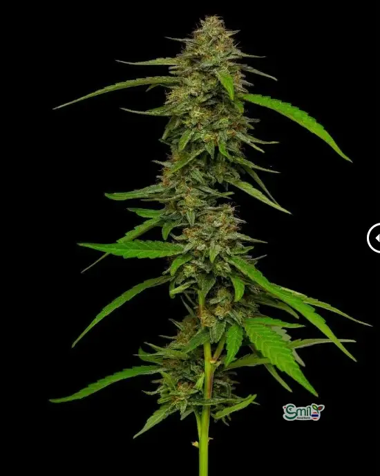 Strawberry Cheesecake Auto — 3