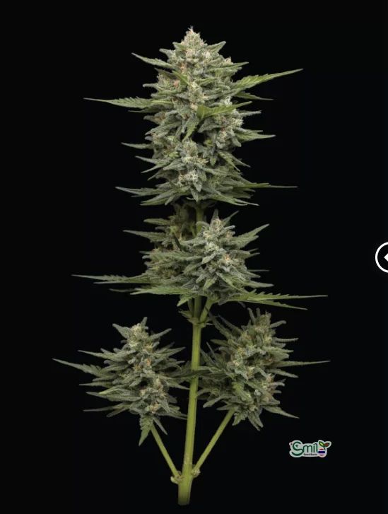 Vanilla Latte Auto — 3