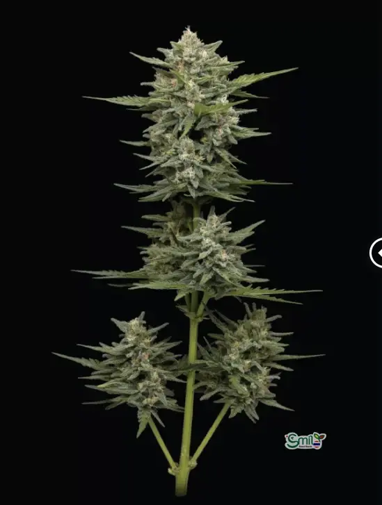 Vanilla Latte Auto — 3
