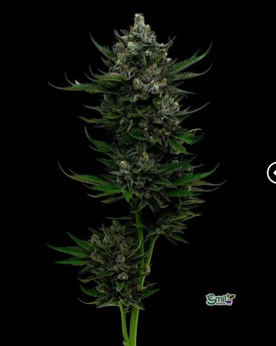 All Gas OG Auto — 3