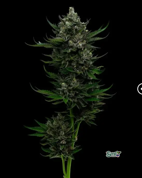 All Gas OG Auto — 3