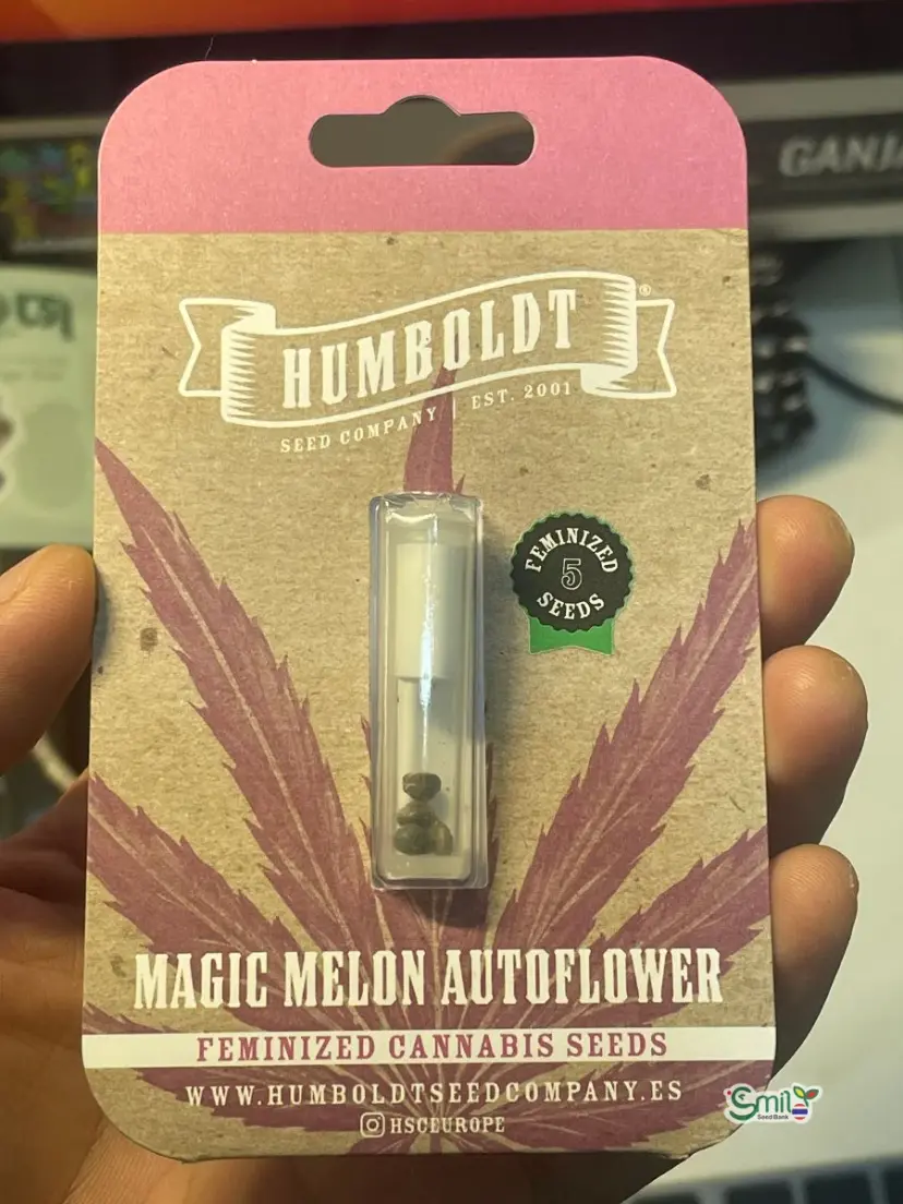 Magic Melon Auto — 1
