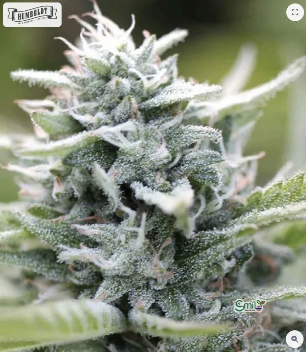 Magic Melon Auto — 3