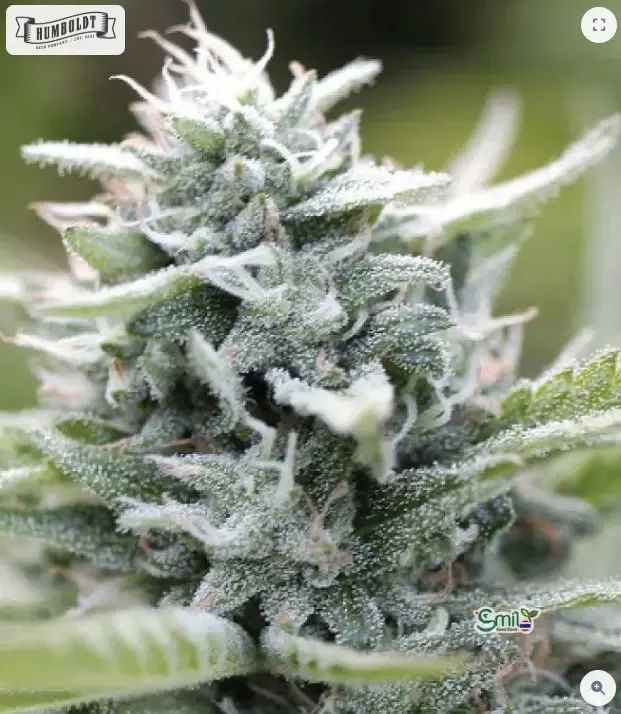 Magic Melon Auto — 3
