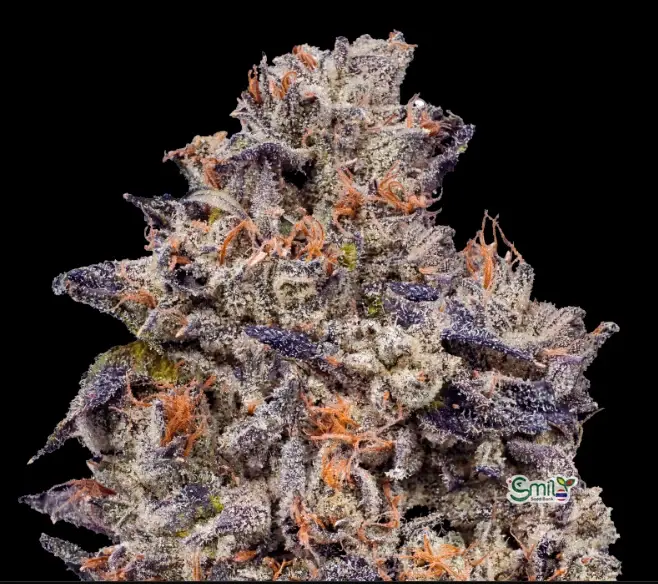 Lemon Cherry Gelato 3N S1 — 1