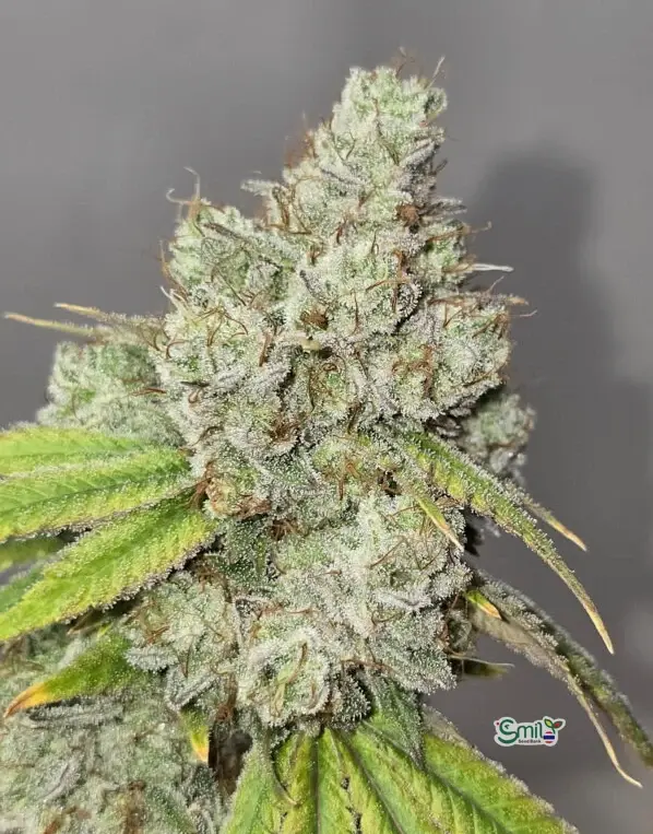 GG4 3N S1 — 1