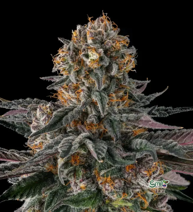 Orange Moon — 1