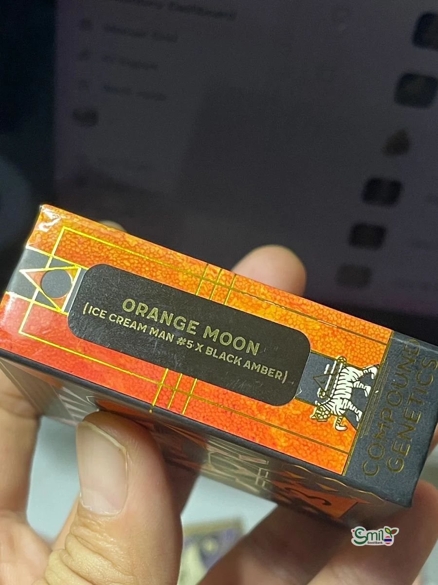 Orange Moon — 3