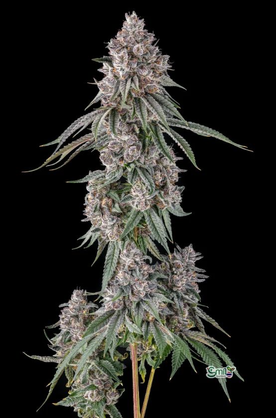 Lemon Chain — 2