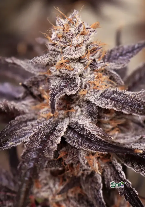 The Purple Collection V.2 — 3