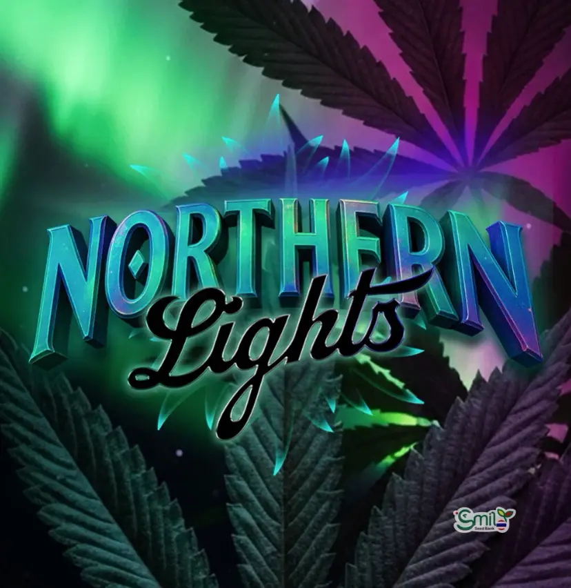 Northern Lights — 1